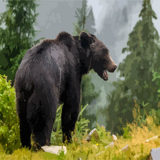 Brown Bear Forest Paint by Numbers Set
