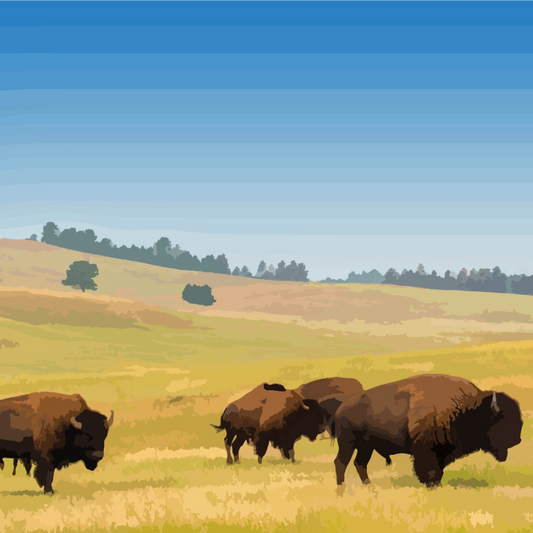 Buffalo on the Plains Paint by Number Close Up