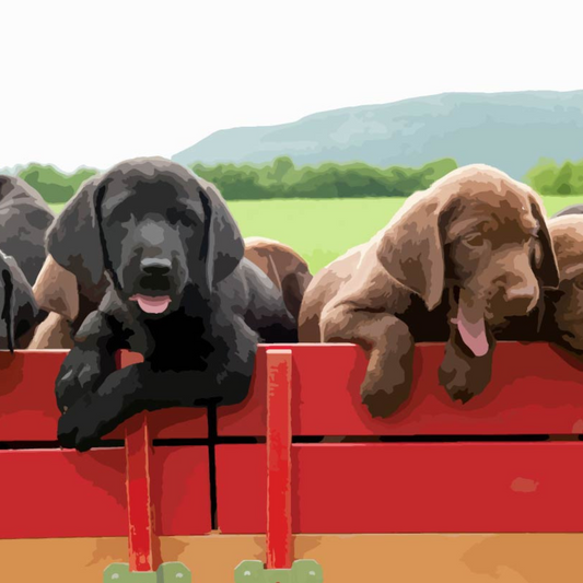 Lab Puppies in a Wagon Paint by Numbers Close Up