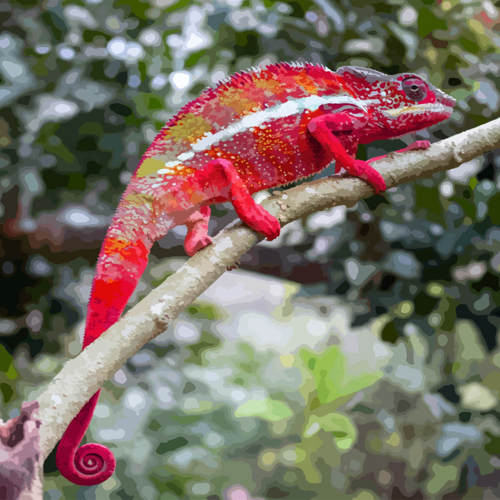 Red Chameleon Madagascar Paint by Numbers Close Up