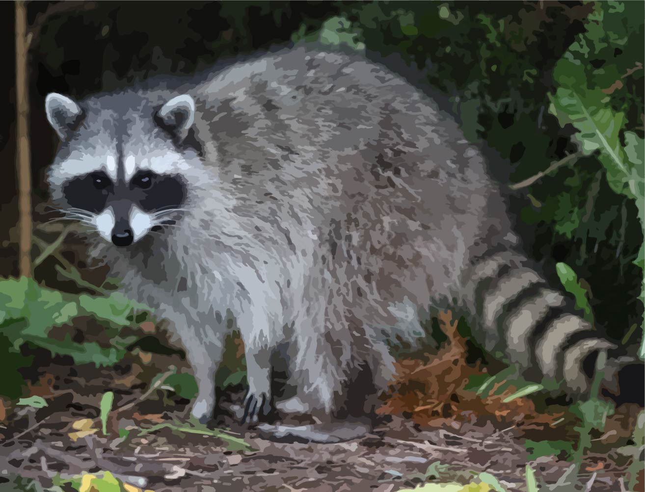 Sneaky Raccoon Paint by Number Kits