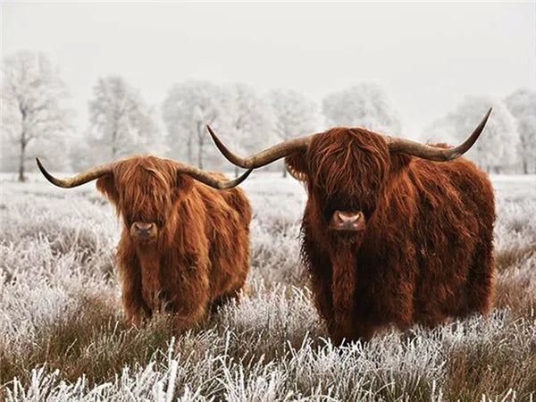 Highland Cattle in the Mist Paint by Numbers Kit