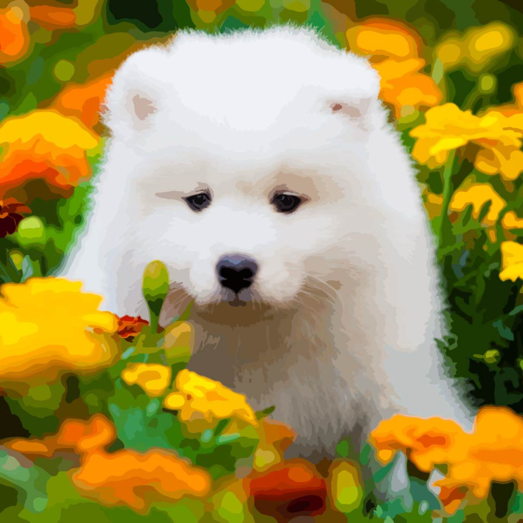 Samoyed Fluffy White Puppy Paint by Numbers Close Up