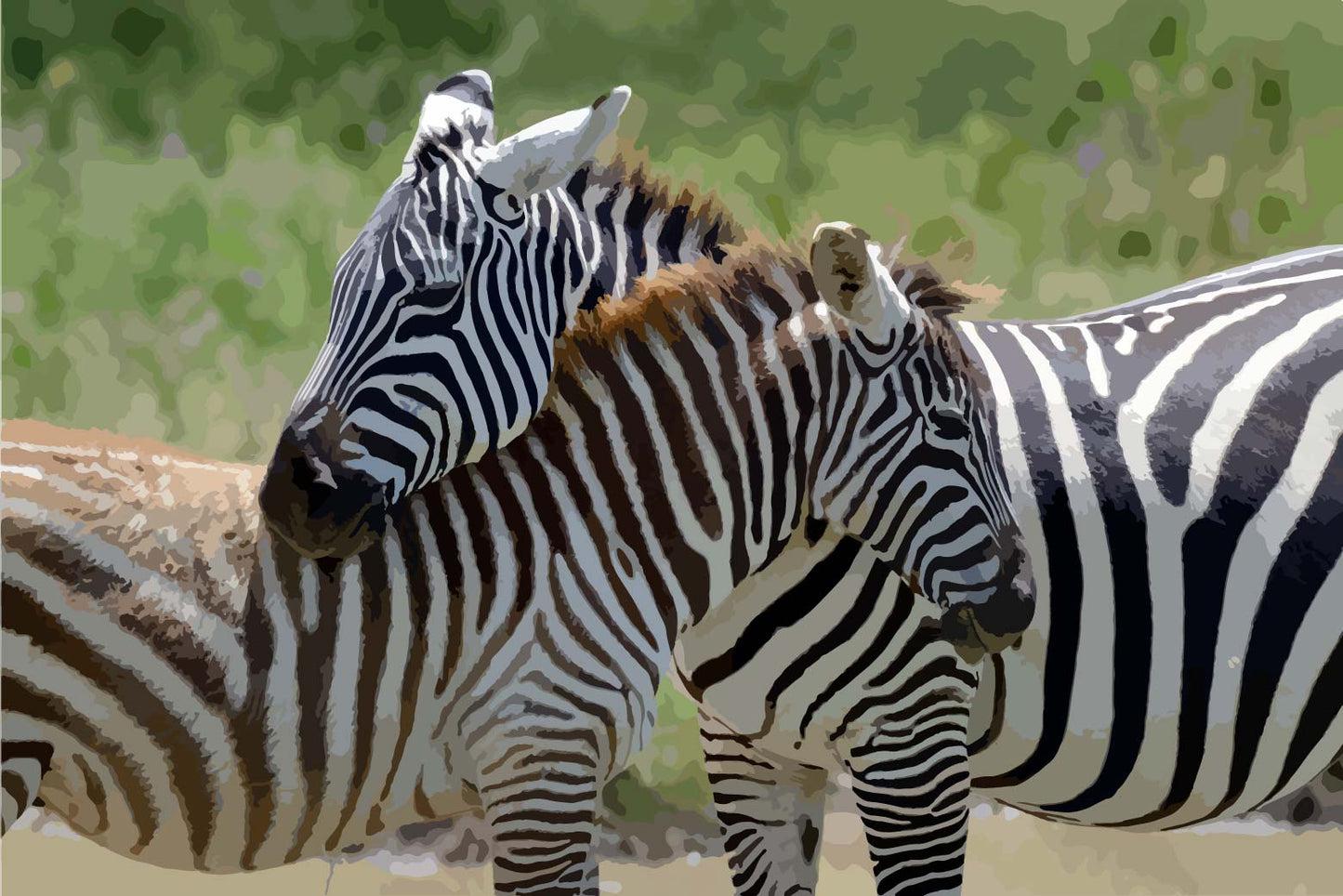 Two Zebras Paint by Number Kit